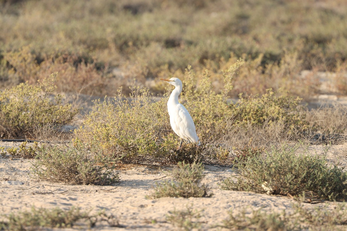 Чапля єгипетська західна - ML646569845
