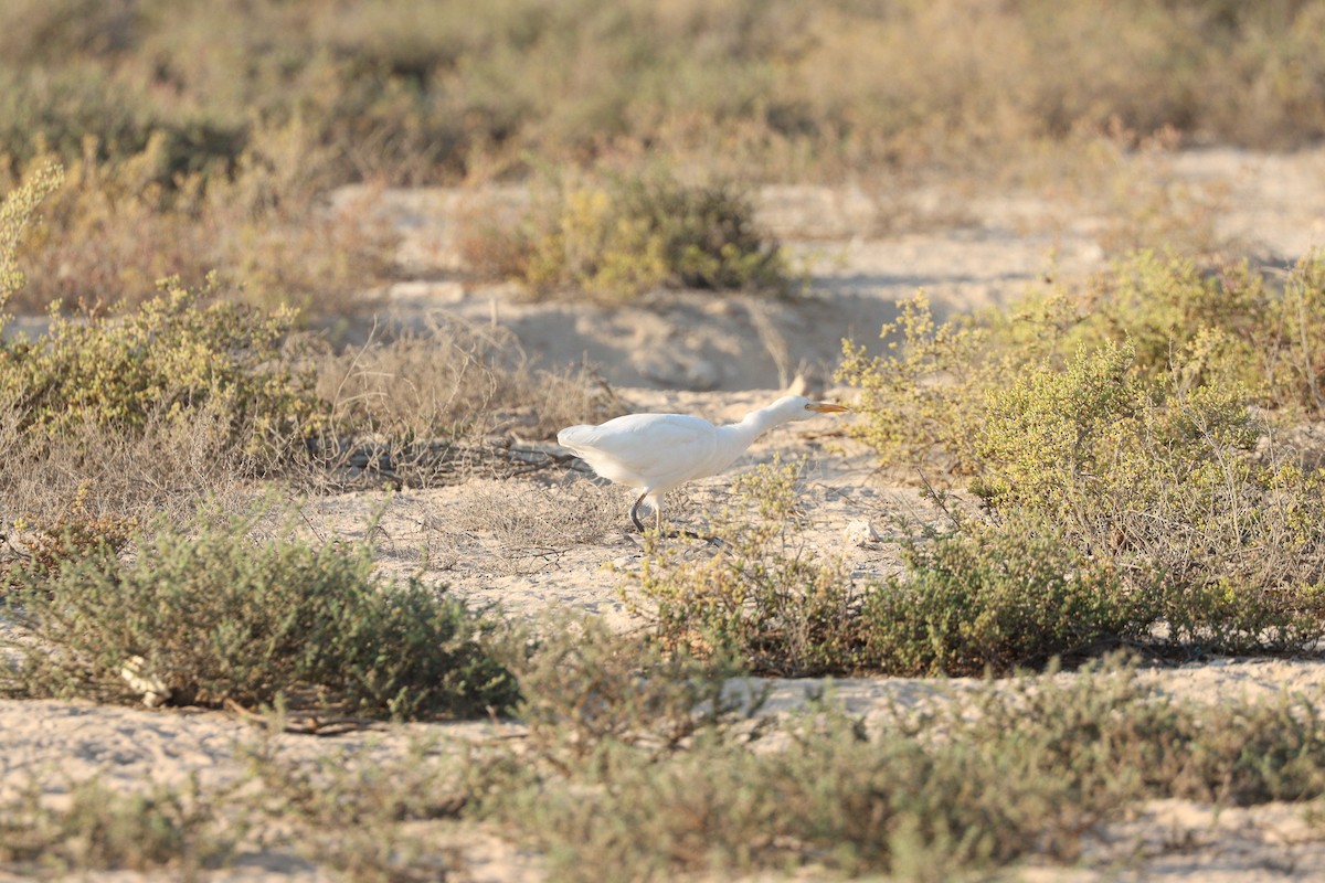Чапля єгипетська західна - ML646569846