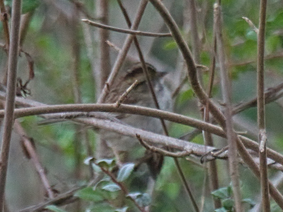 White-throated Sparrow - ML646569881