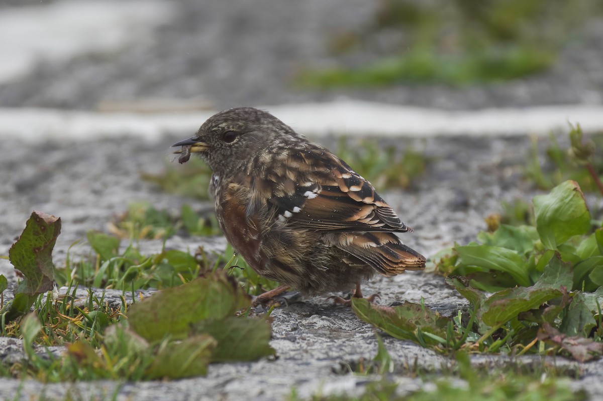 イワヒバリ - ML646569882