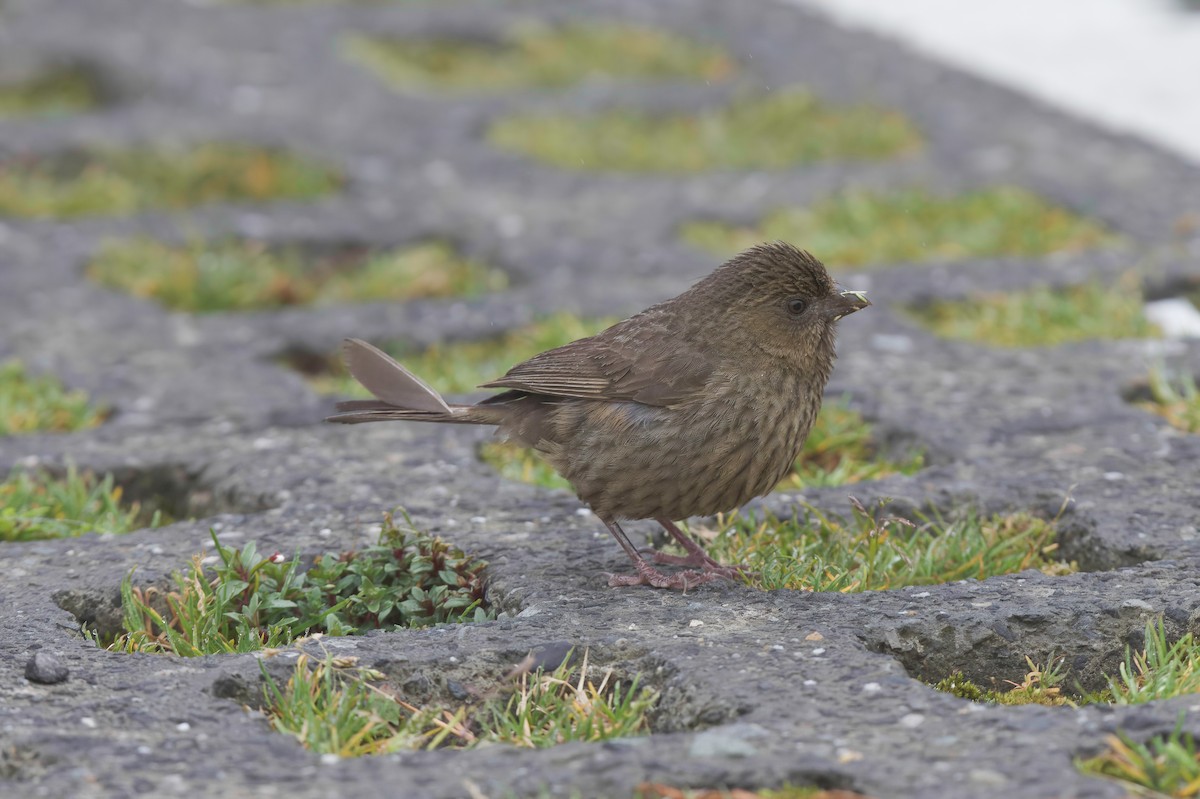 タイワンマシコ - ML646569883