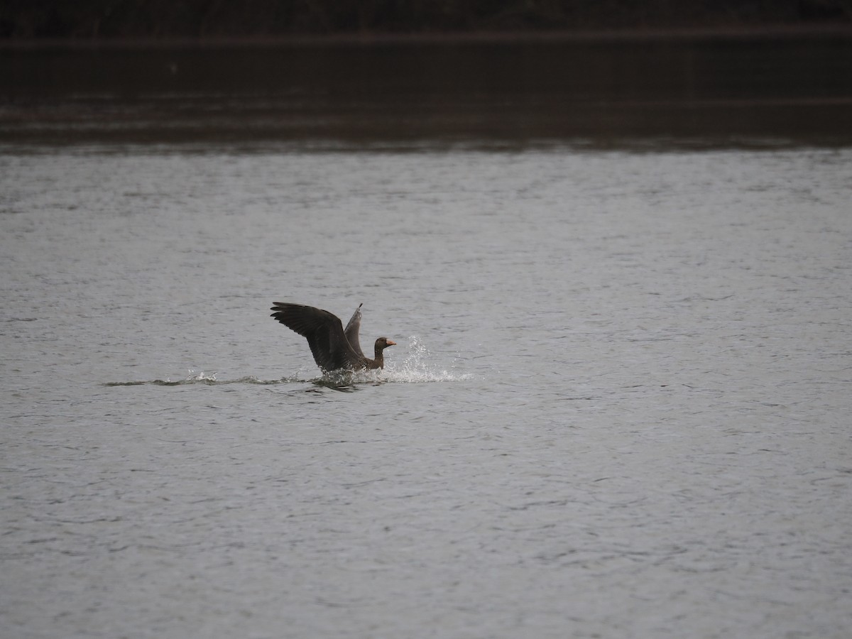 Greater White-fronted Goose - ML646569890