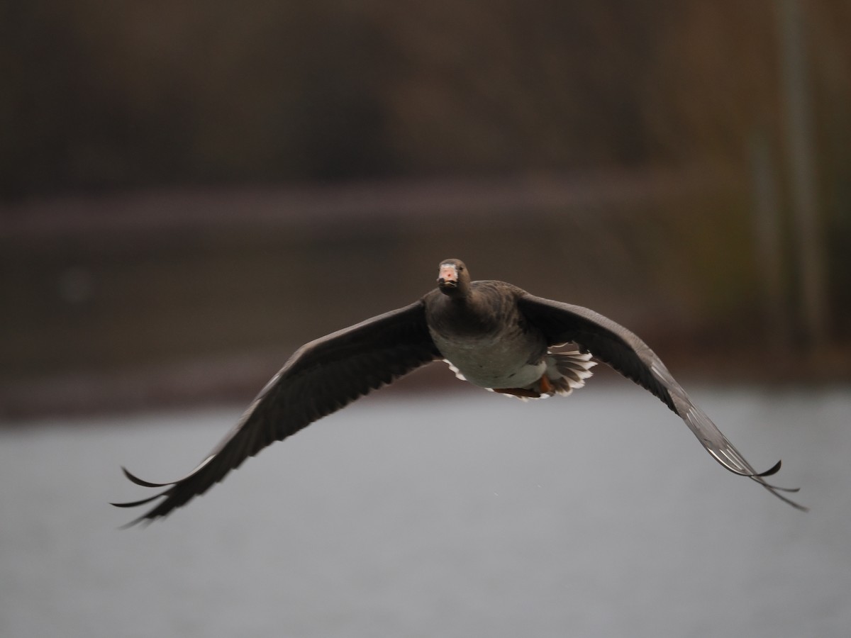 Greater White-fronted Goose - ML646569891