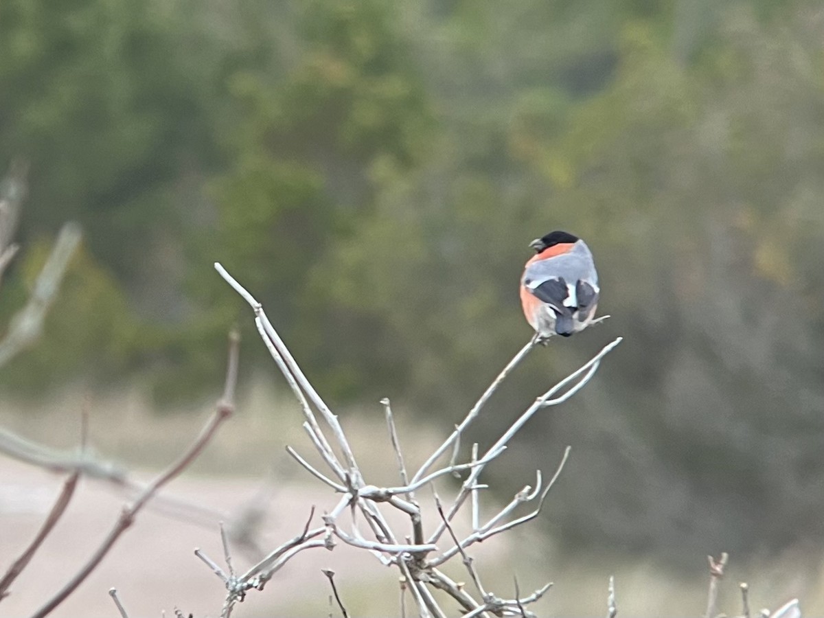 Camachuelo Común - ML646569896