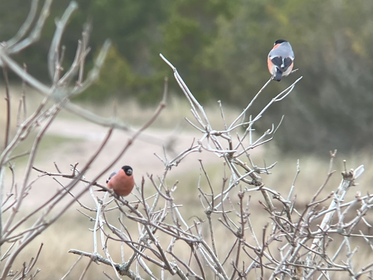 Camachuelo Común - ML646569897