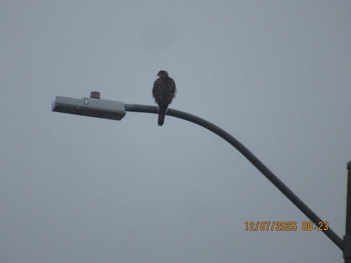 Яструб чорноголовий - ML646569901