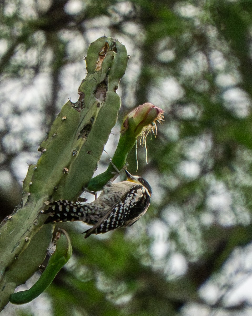 White-fronted Woodpecker - ML646569902