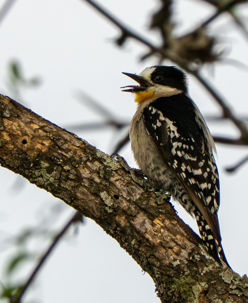 White-fronted Woodpecker - ML646569903