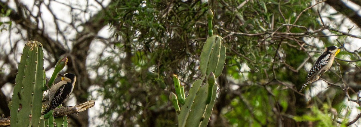 White-fronted Woodpecker - ML646569904