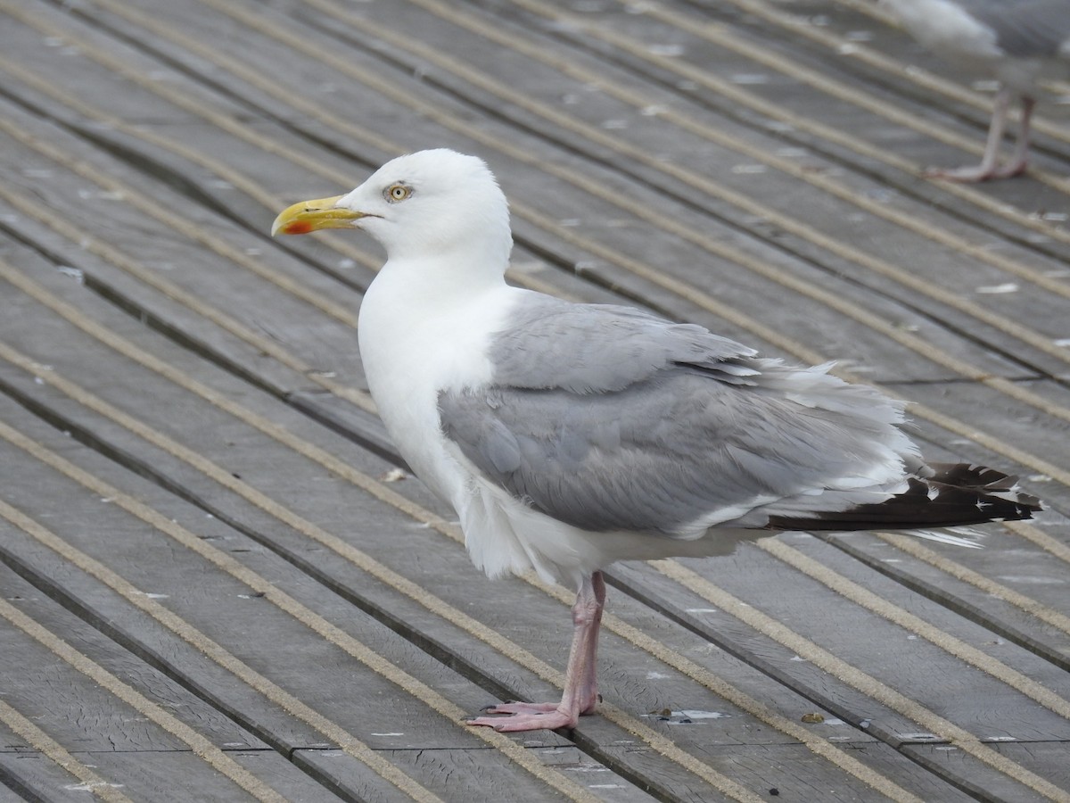 Серебристая чайка - ML646569905