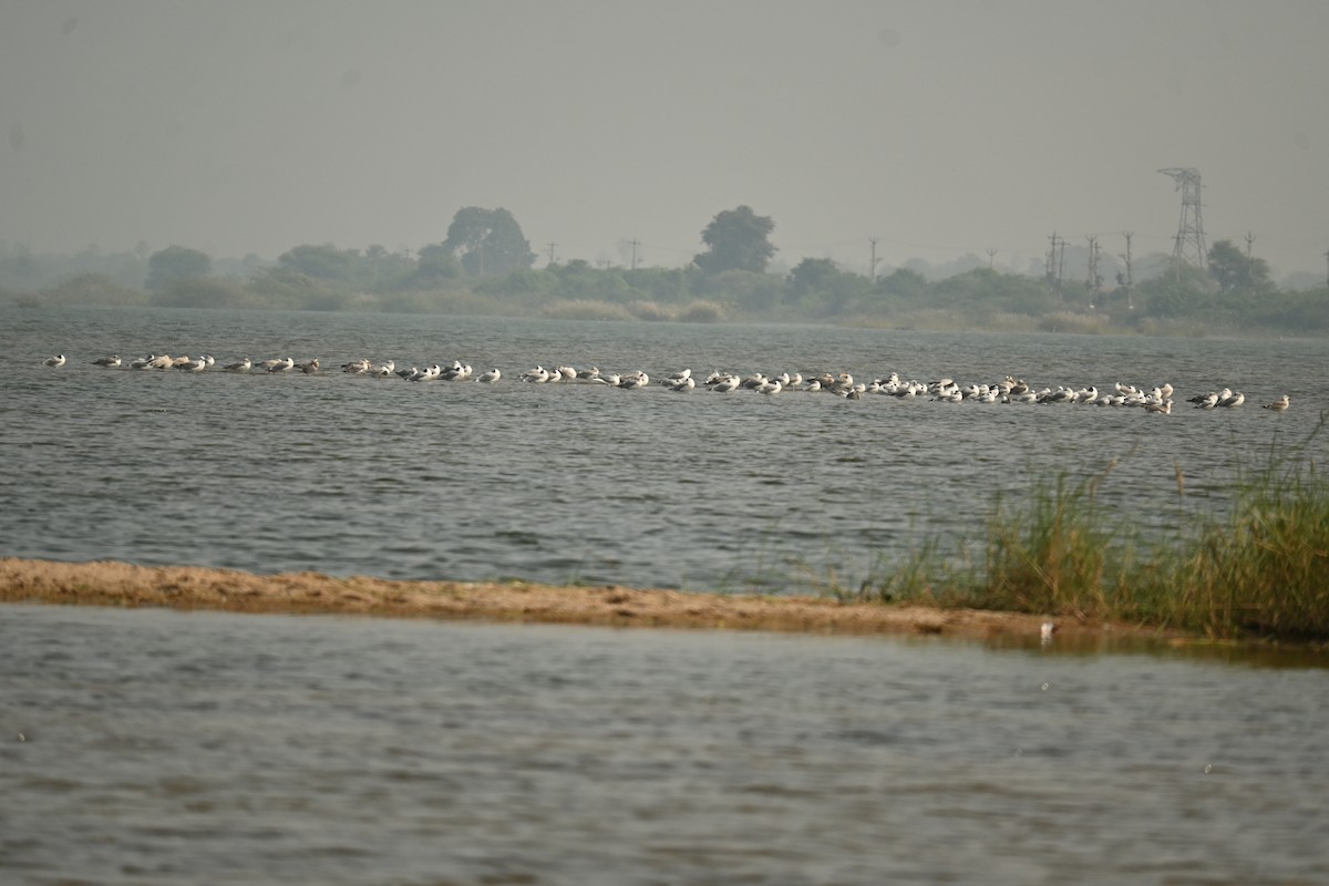 ユリカモメ - ML646569906