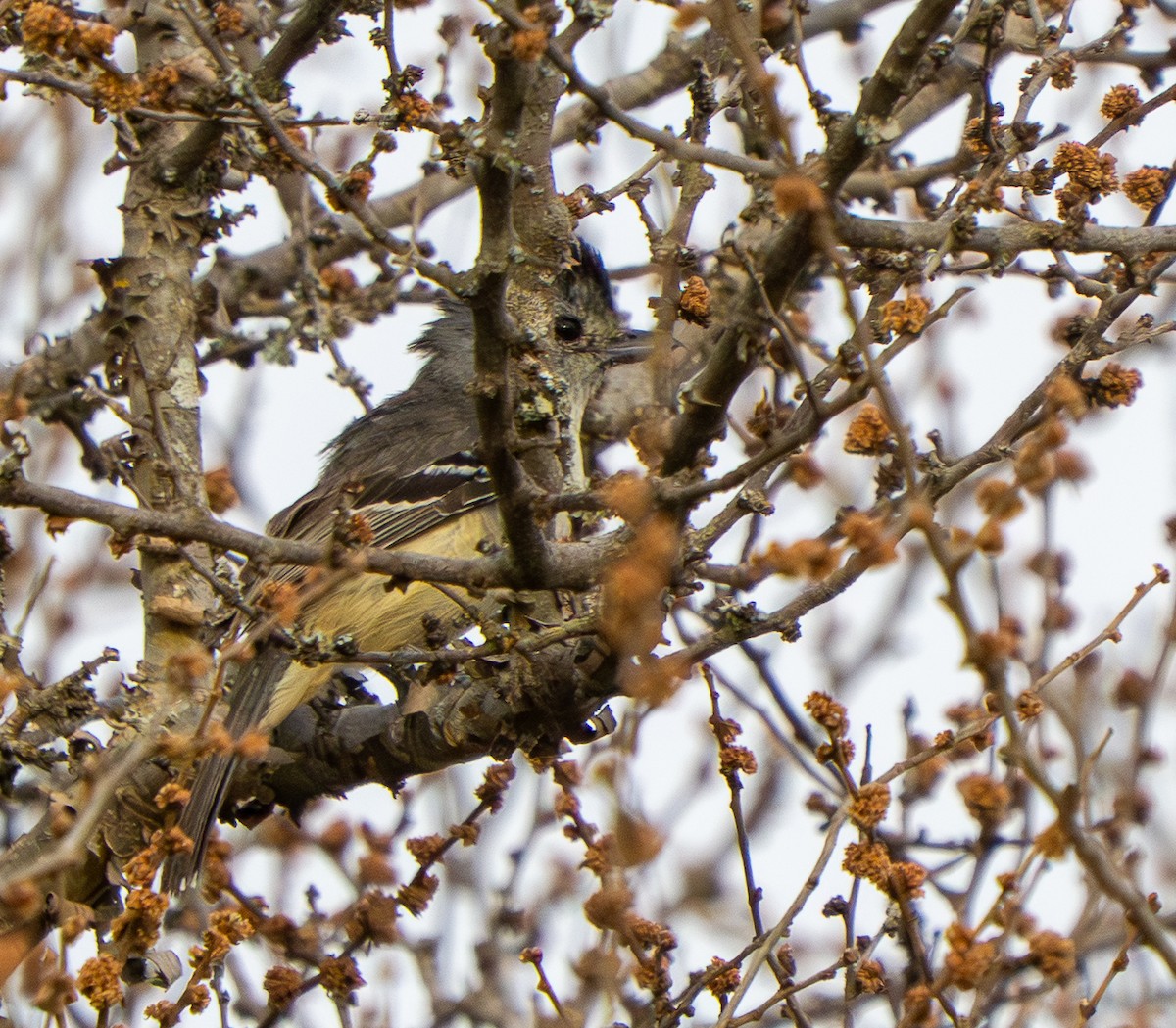 Variable Antshrike - ML646569911