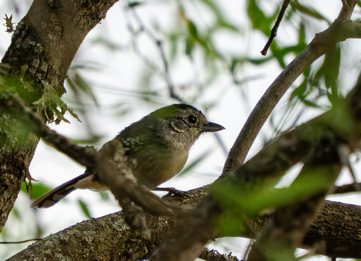 Variable Antshrike - ML646569912