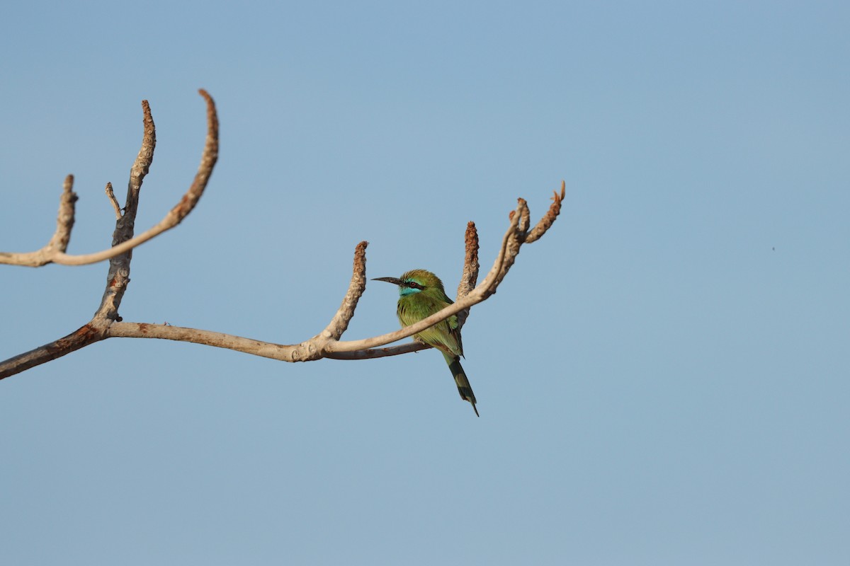 Arabian Green Bee-eater - ML646569914