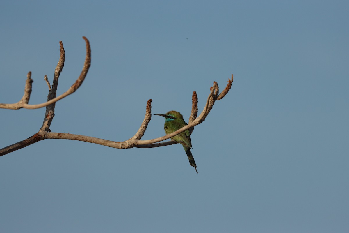 Arabian Green Bee-eater - ML646569915