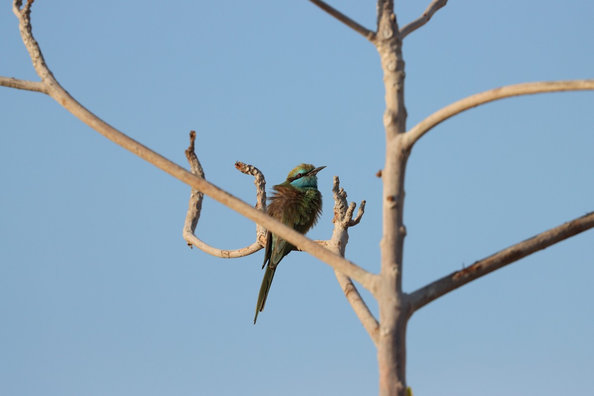 Arabian Green Bee-eater - ML646569916