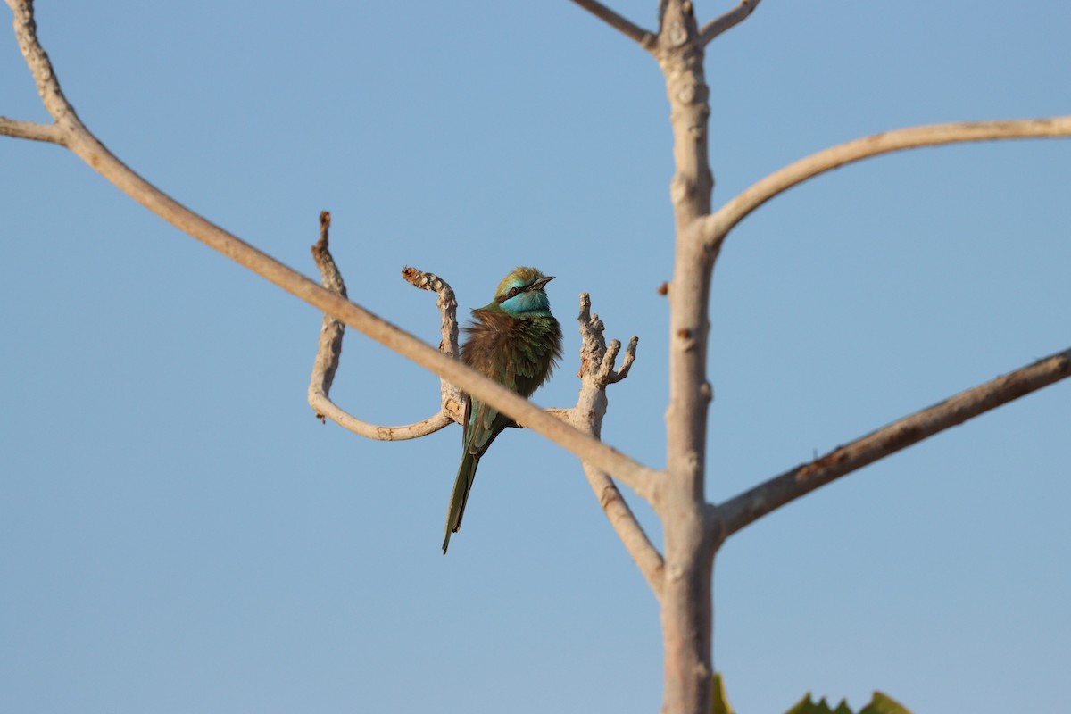 Arabian Green Bee-eater - ML646569917
