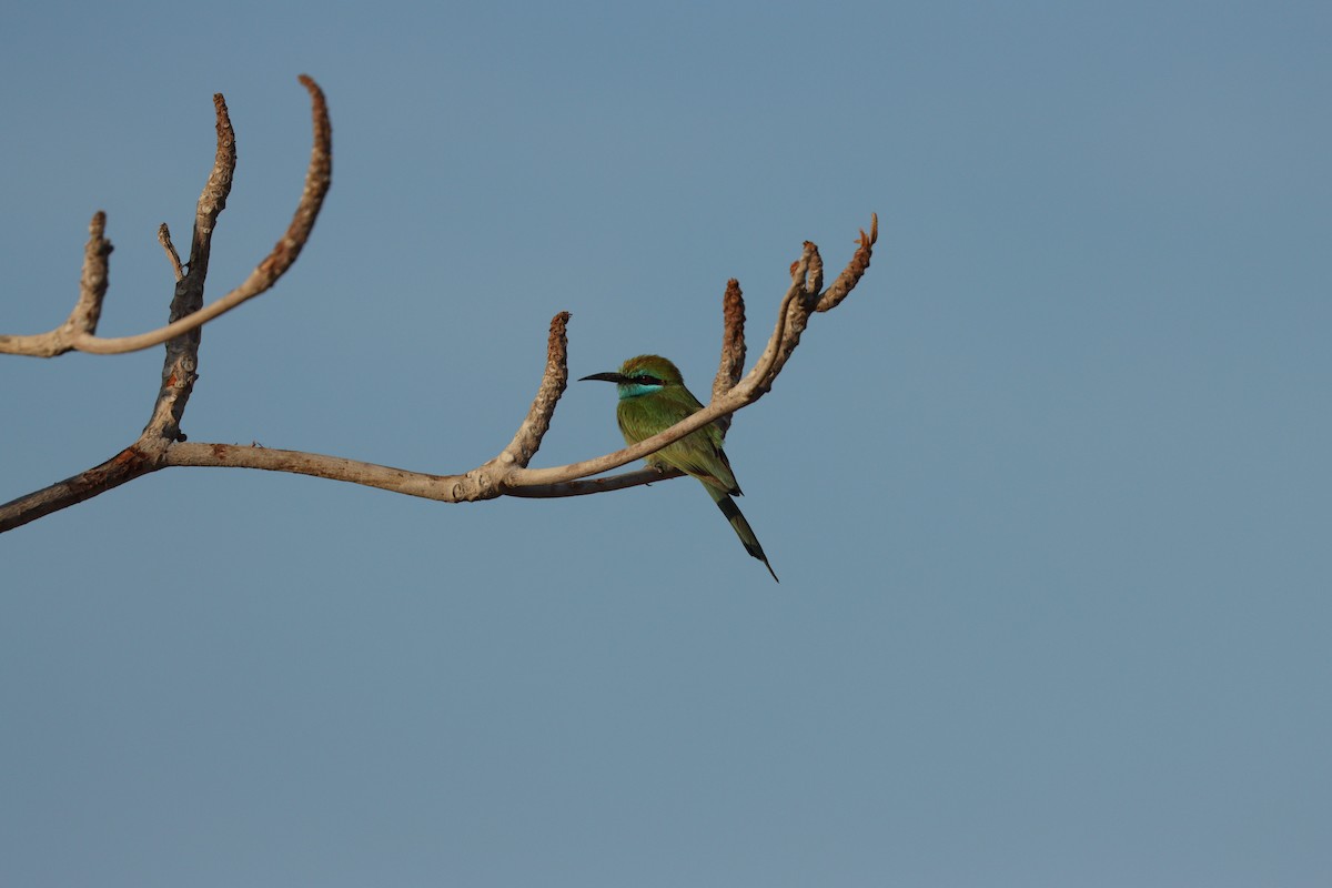 Arabian Green Bee-eater - ML646569918