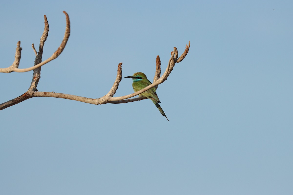 Arabian Green Bee-eater - ML646569919