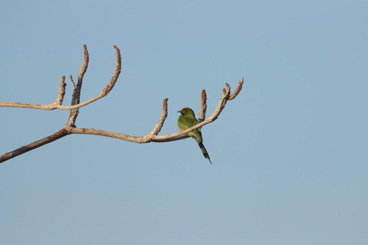 Arabian Green Bee-eater - ML646569921