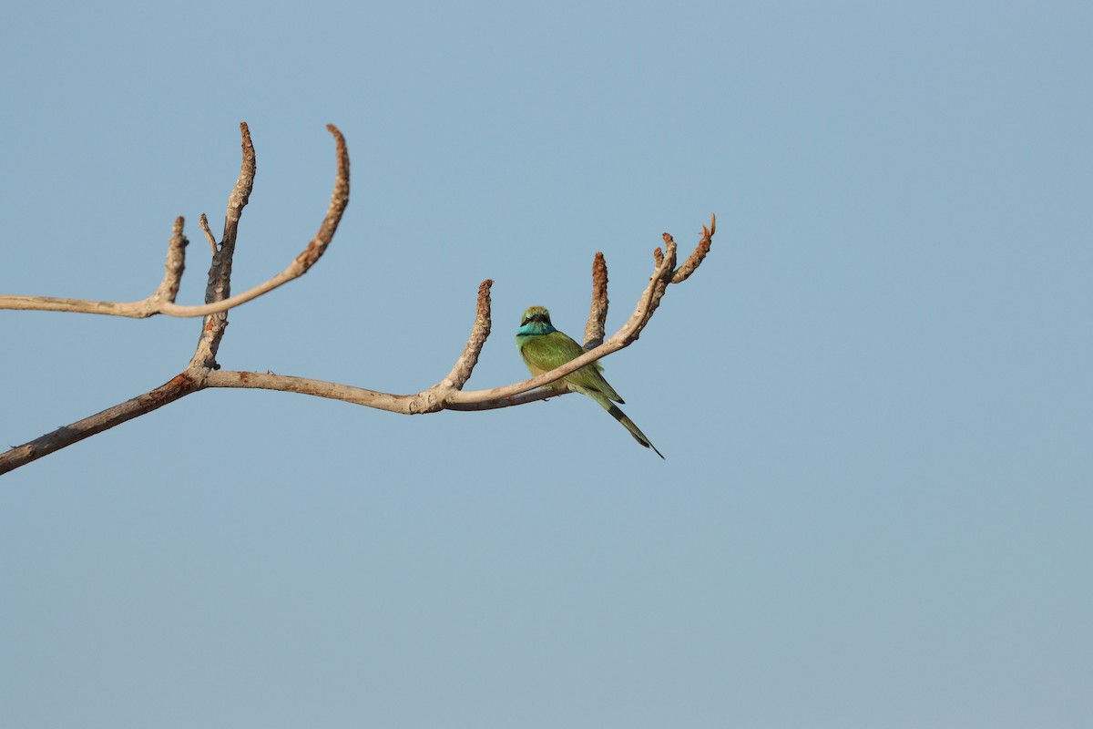 Arabian Green Bee-eater - ML646569922