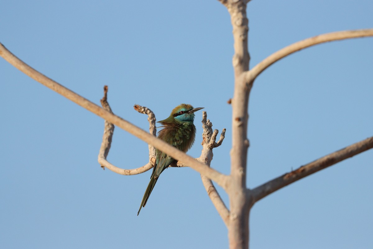 Arabian Green Bee-eater - ML646569923