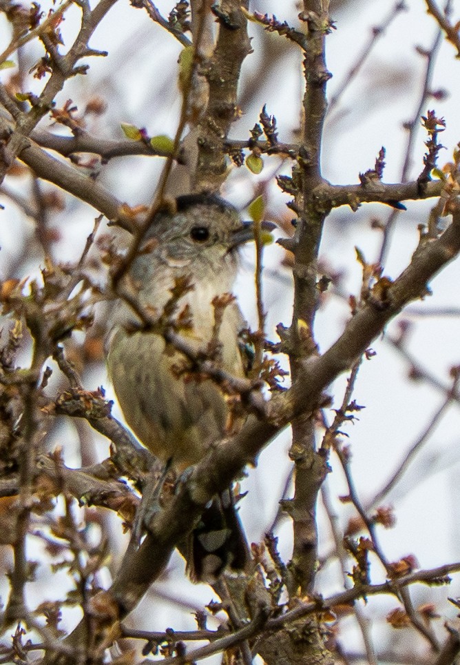 Variable Antshrike - ML646569924