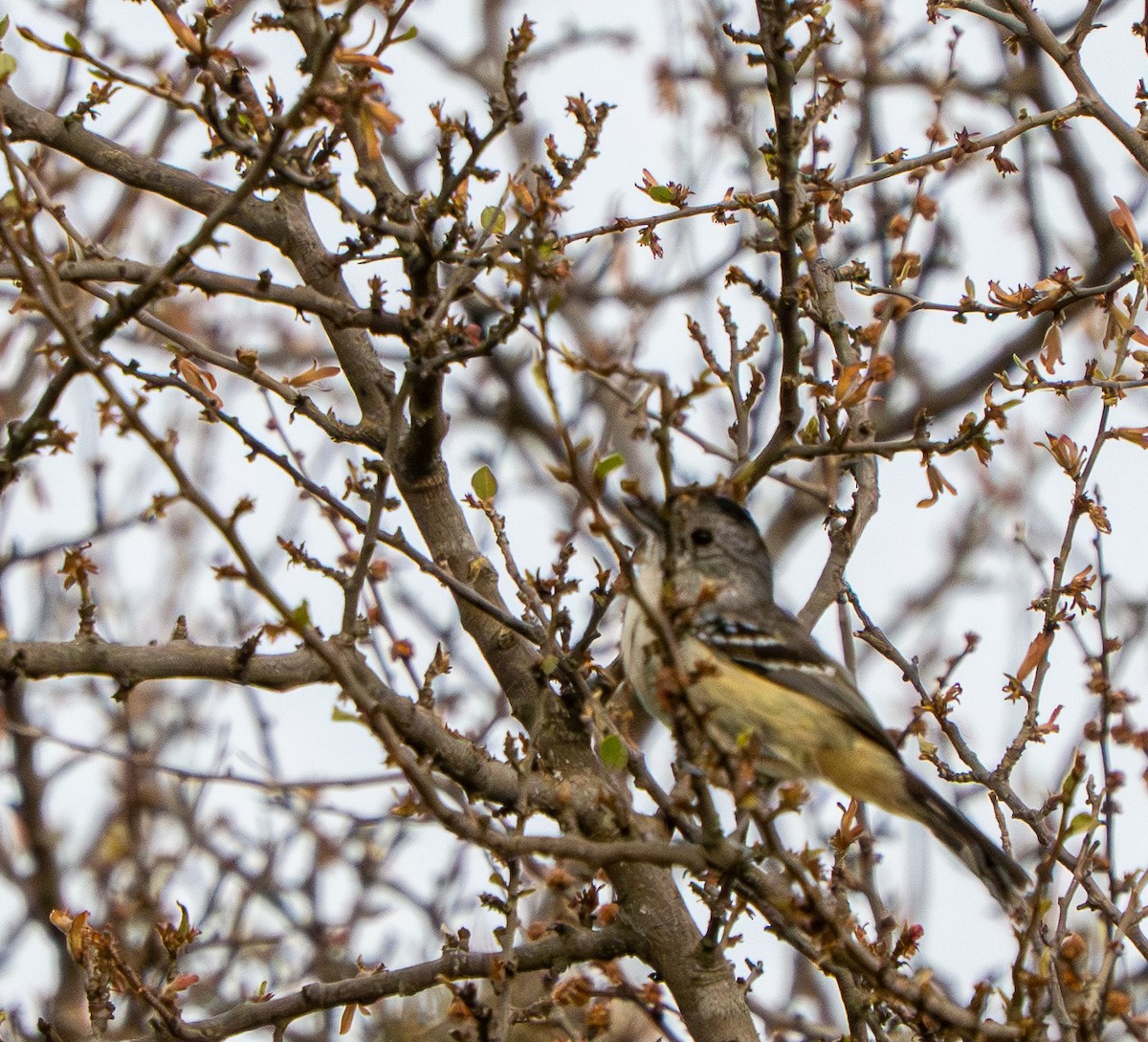 Variable Antshrike - ML646569925
