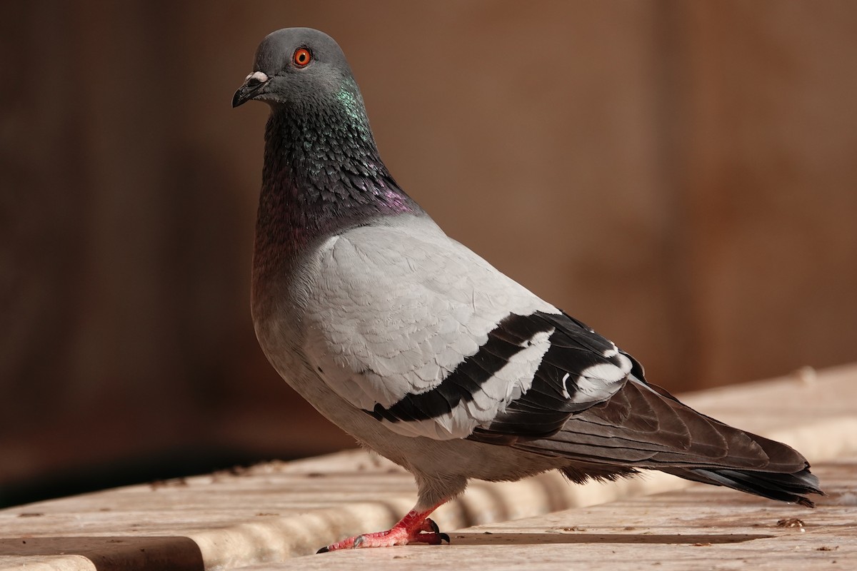 カワラバト（ドバト、家畜型） - ML646569933