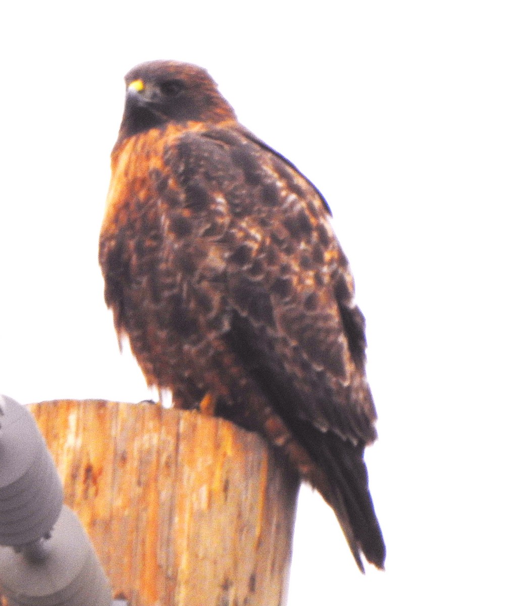 Red-tailed Hawk - ML646569934