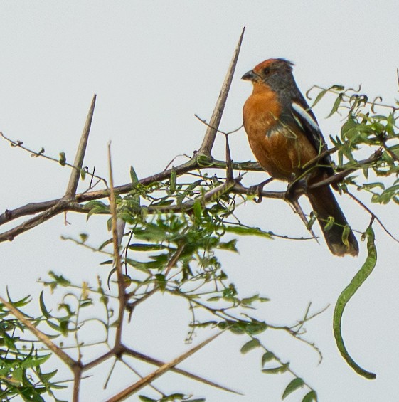 White-tipped Plantcutter - ML646569935