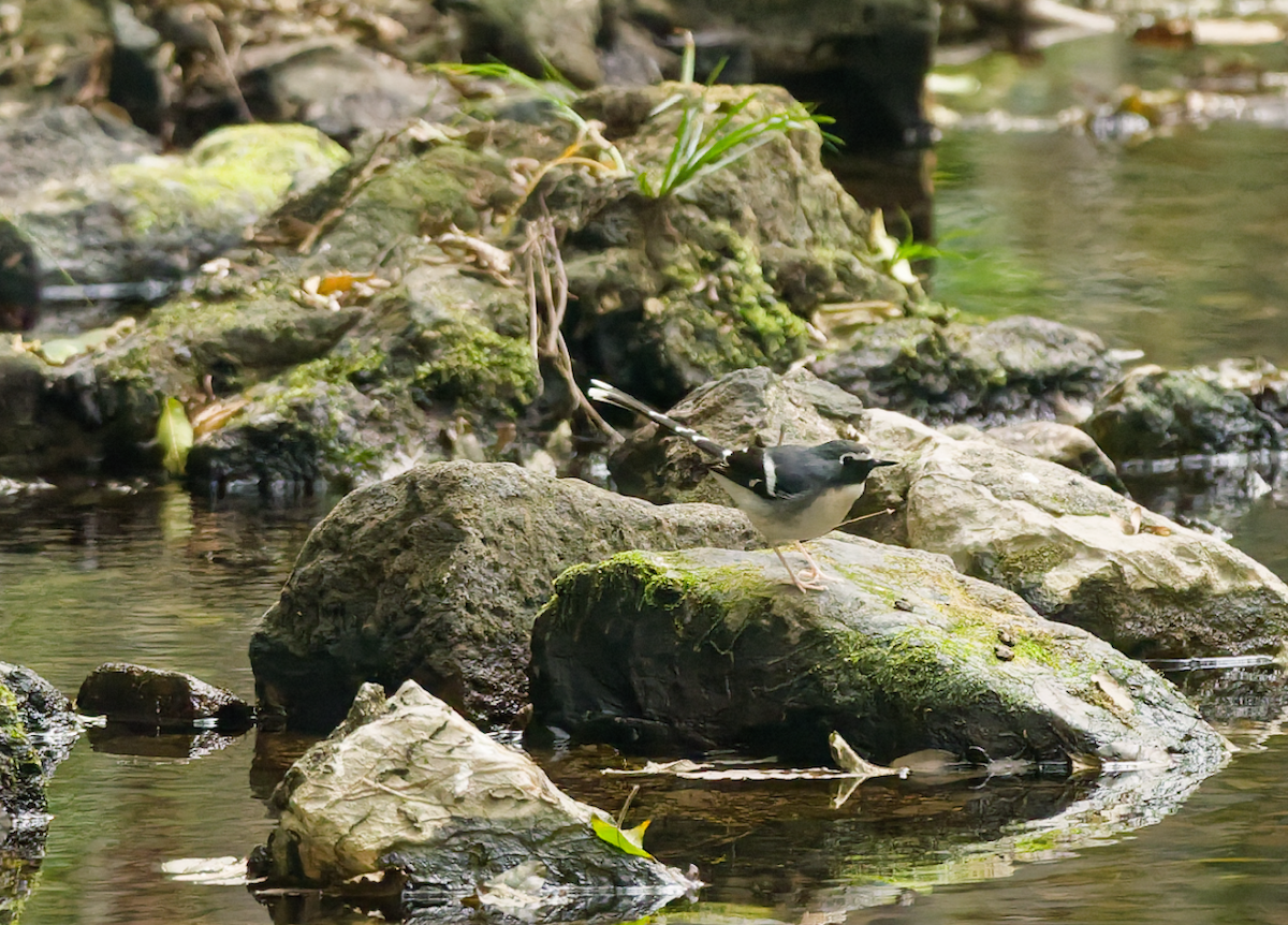 Slaty-backed Forktail - ML646569936