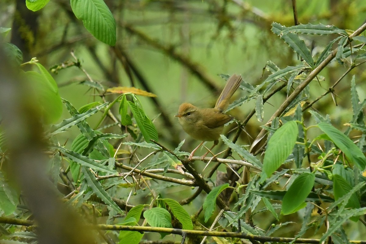 キバラウグイス - ML646569940