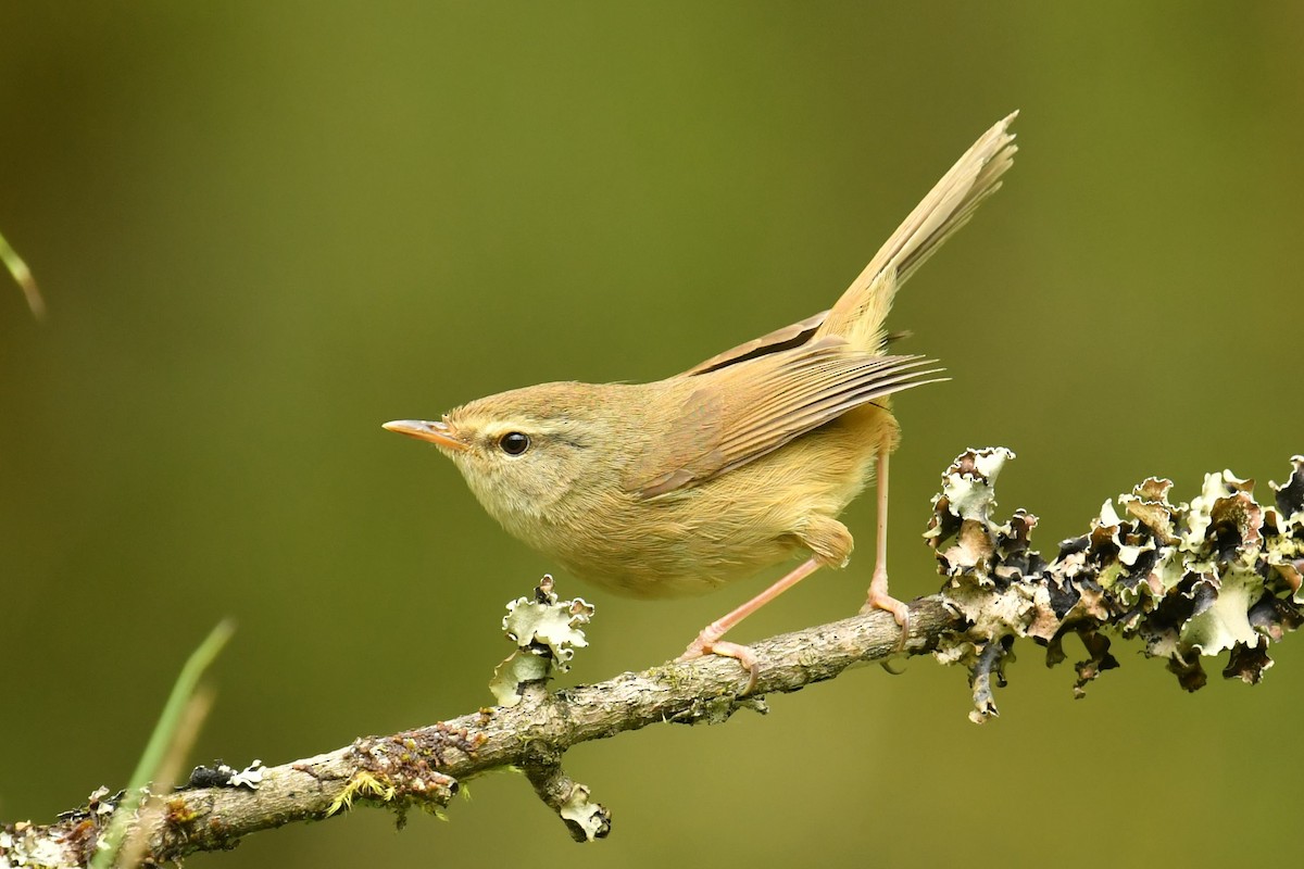 キバラウグイス - ML646569941