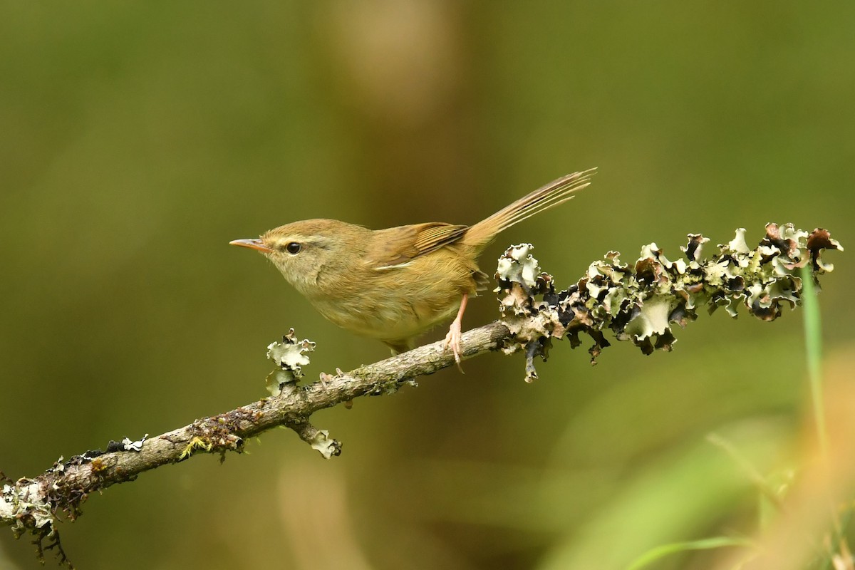 キバラウグイス - ML646569946