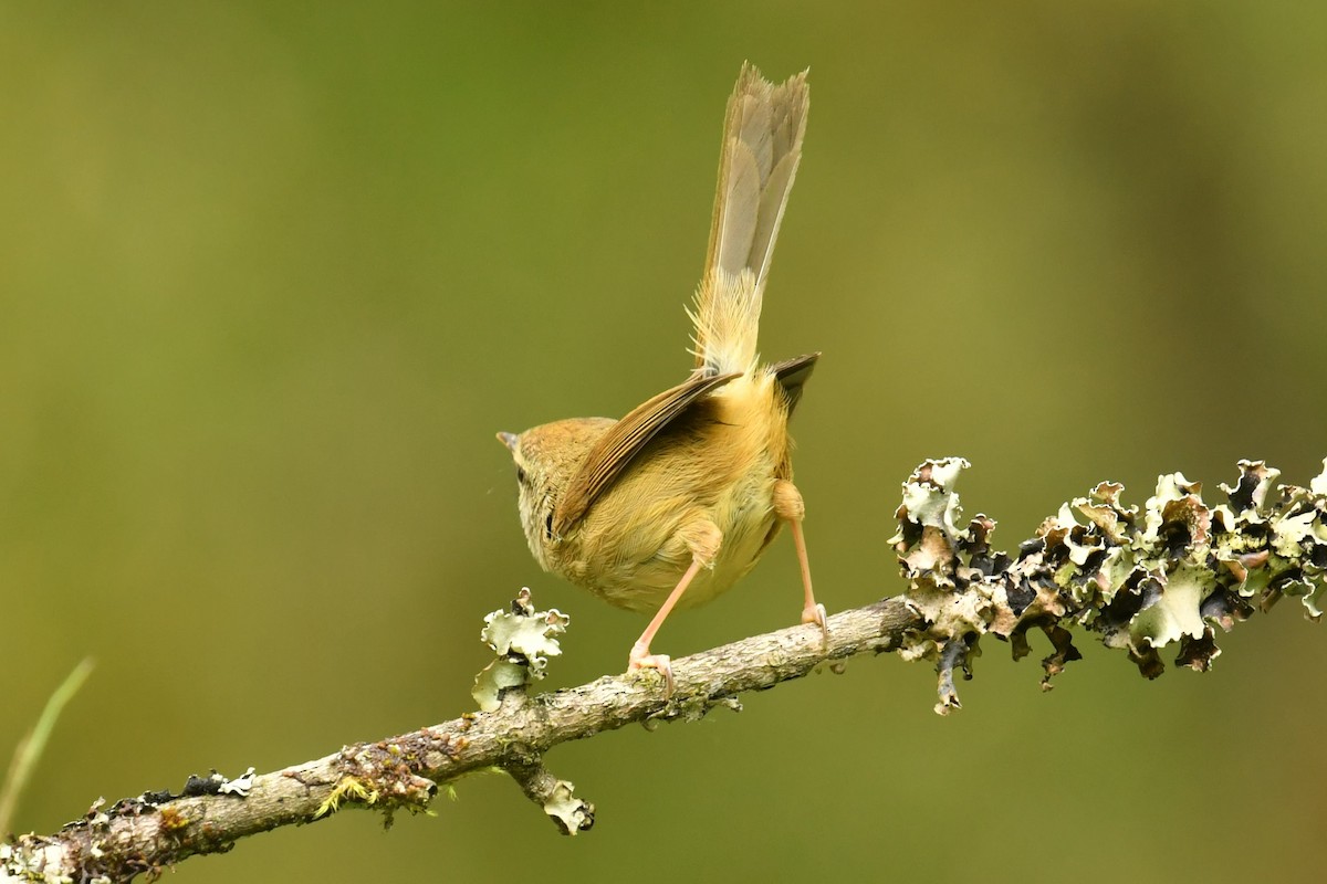 キバラウグイス - ML646569948