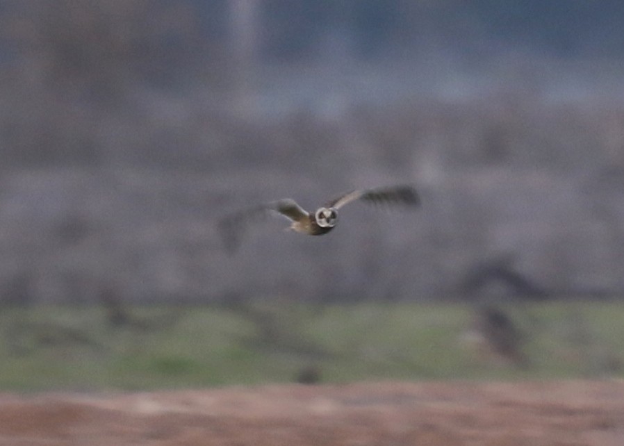 Short-eared Owl - ML646569949