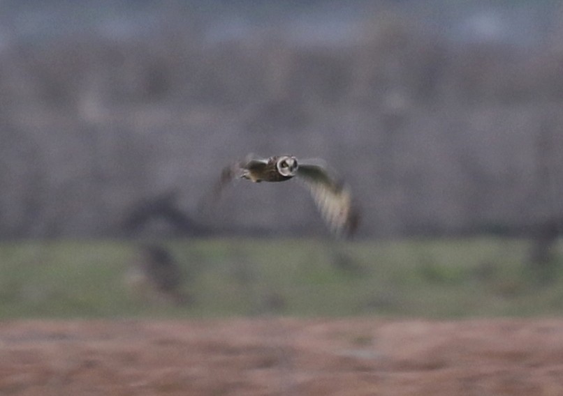 Short-eared Owl - ML646569950