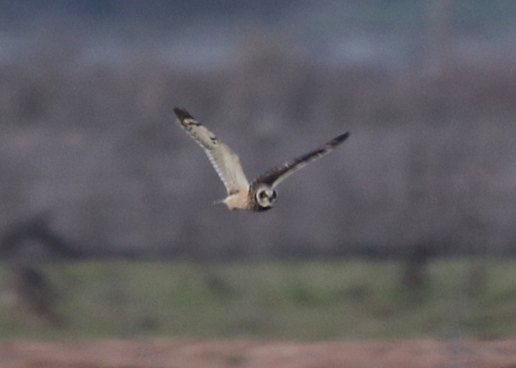 Short-eared Owl - ML646569951