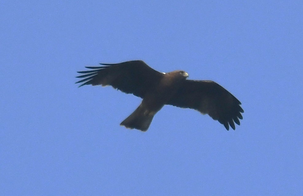 ヒメクマタカ - ML646569952