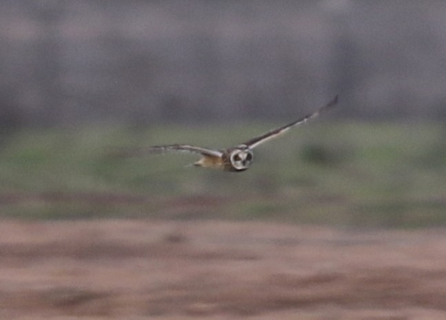 Short-eared Owl - ML646569953
