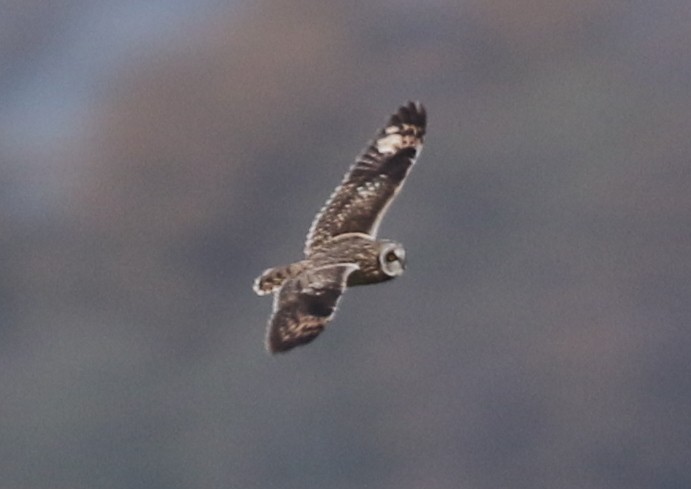 Short-eared Owl - ML646569954