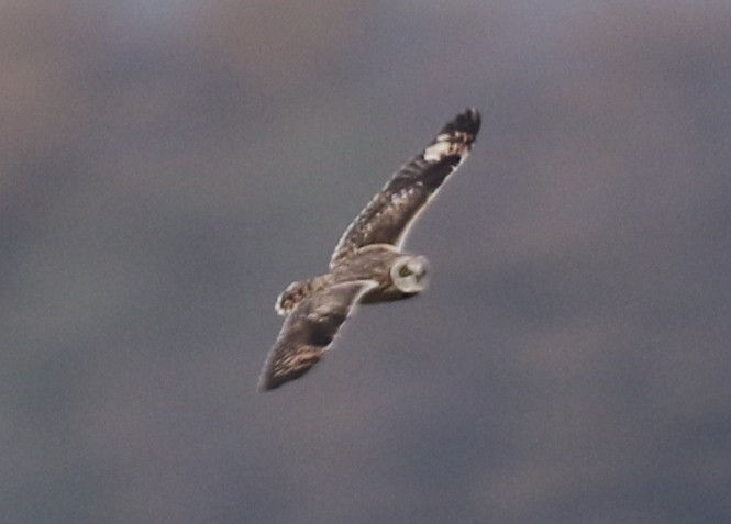 Short-eared Owl - ML646569955