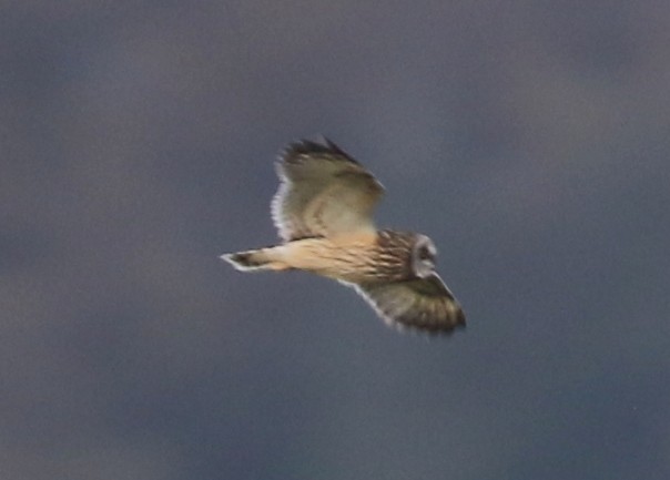 Short-eared Owl - ML646569956
