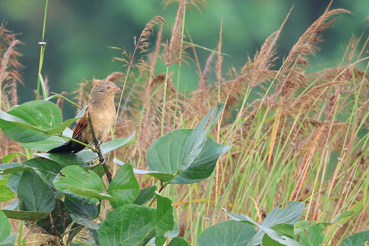 Lesser Coucal - ML646569957