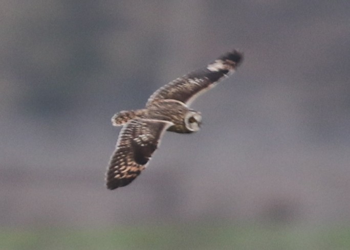 Short-eared Owl - ML646569958