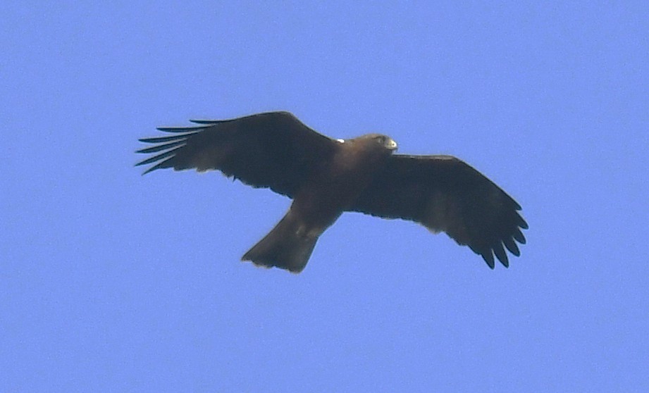 ヒメクマタカ - ML646569959