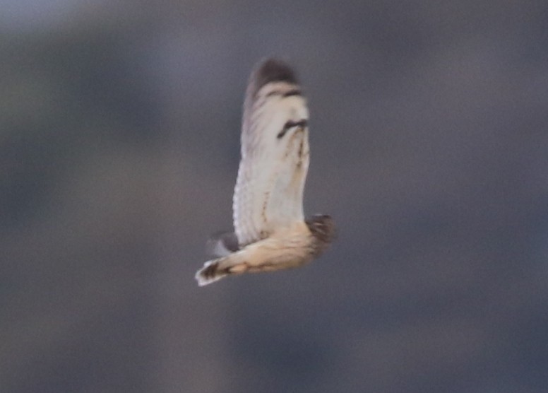 Short-eared Owl - ML646569962