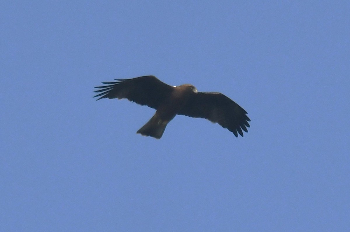 ヒメクマタカ - ML646569963