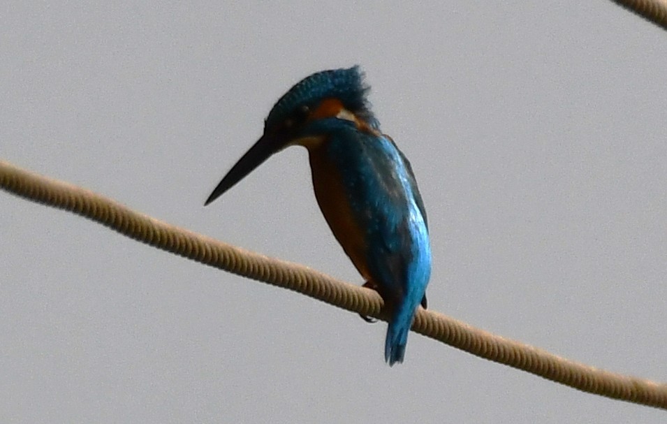 カワセミ - ML646569964